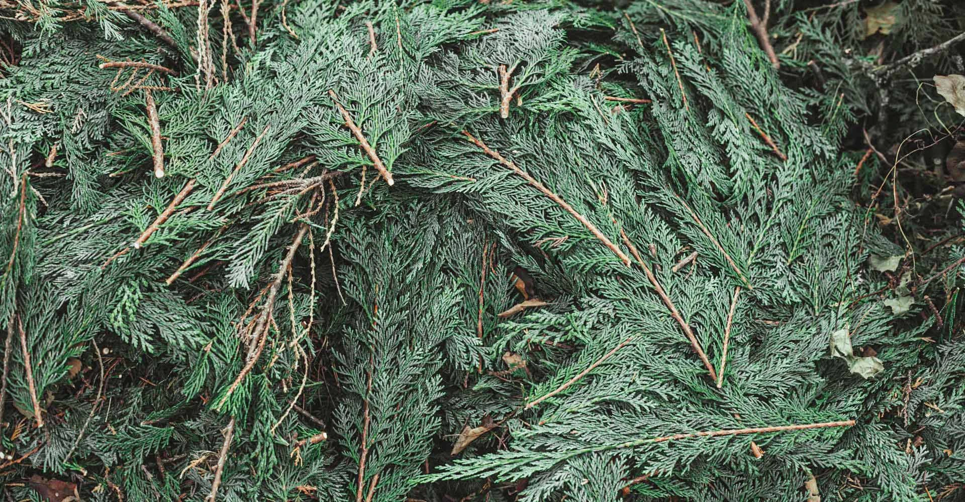 Nahaufnahme von Tannengrün